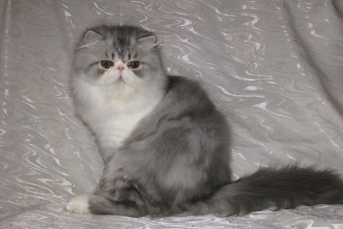 Персидский котенок 1