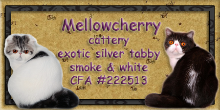 Mellowcherry cattery - Persian and Exotic